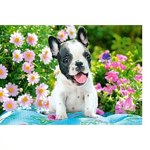 Castorland dėlionė French Bulldog Puppy 500 det