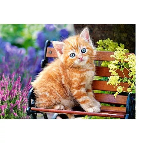 Castorland dėlionė Ginger Kitten 500 det.