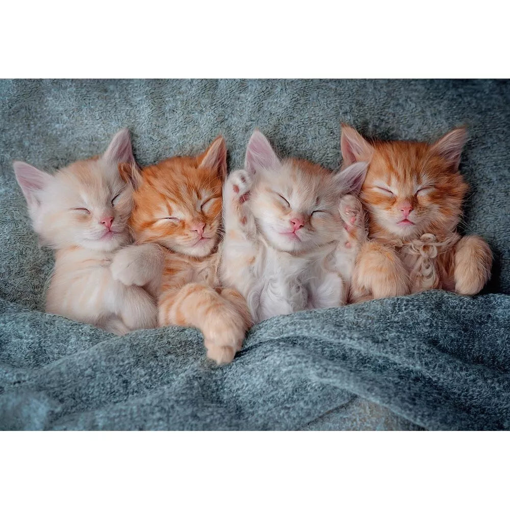 Castorland dėlionė The Sweetest Kittens 1000 det.