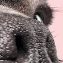CherryPazzi dėlionė I’m watching you 1000 det.
